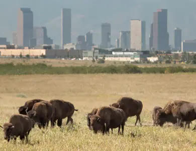 ProjectDox Creates a Stable Foundation for Adams County’s Growth